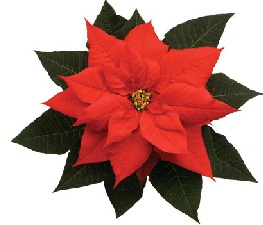 Optimists Club of St. Clair Shores Poinsettia Ball